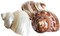 Hermit Crab Shells Turbo Shells 1 Brown, 1 Banded, & 1 White Pearlized Shell